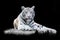 White the Bengal tiger