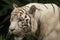 White Bengal Tiger as it makes an intense stare. Closeup Isolated on a Background. Head portrait.