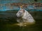 White bengal tiger cools off