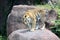 A white bengal tiger is detecting prey with its keen sense of smell.