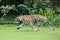 A white bengal tiger is detecting prey with its keen sense of smell.