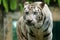 White Bengal Tiger Eyes Stalking