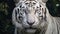 White bengal tiger. Free wild tiger in natural habitat in jungle. Proud look. Strength and power of a wild beast. Noble