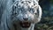White bengal tiger. Free wild tiger in natural habitat in jungle. Proud look. Strength power of wild beast. Predator