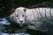 White bengal tiger is hunting outdoors