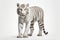 White Bengal tiger isolated on white background. Beautiful majestic proud beast. Strong, powerful, noble animal. For