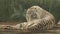 White bengal tiger licks itself tongue panthera tigris bengalensis