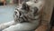 White bengal tiger lying close behind glass, licking, cleaning its paws and resting