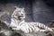 White bengal tiger, lying, relax, and watching on cliff