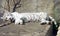 White bengal tiger mammal predator