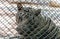 White bengal tiger in metal cage