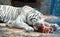 White bengal tiger (panthera tigris bengalensis)