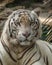 White Bengal tiger (Panthera tigris tigris) with blue eyes staring at camera