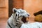 White Bengal tiger roaring