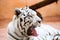 White Bengal tiger roaring