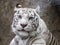 White bengal tiger. Smart blue eyes, original color, well-groomed coat show the beauty of the animal