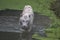 White Bengal tiger wades through swamp water.