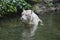 White Bengal Tiger Wading in Water