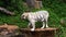 White bengal tiger walking in forest