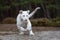 White bengal tiger, walking on  forest.