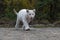 White bengal tiger, walking on  forest.