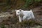 White bengal tiger, walking on  forest.