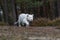 White bengal tiger, walking on  forest.