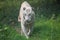 White Bengal tiger walks through open grassland.