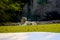 white bengal tiger in the wild sitting enjoying sunbath