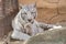 White Bengal Tiger in the zoo