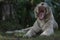 A white Bengal tigers is resting.