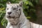 White bengalensis tiger close up portrait