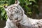 White bengalensis tiger close up portrait licking paw