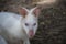 White Bennett`s Wallaby , Albino Wallaby / Albino Wallabies