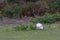 White bennett`s wallaby or red-necked wallaby