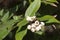 White berries of Austromyrtus dulcis or midgen berry tree