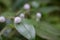 White berries green leaves