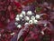 White berries of Red-osier dogwood Cornus sericea on a branch with red leaves. Plant for landscaping