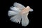 White betta fish moving moment beautiful fancy halfmoon betta, fighting fish, siam betta fish on black background