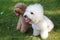 White bichon frise and brown miniature poodle