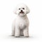 White Bichon Frise Dog Illustration On White Background