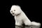 White Bichon Frise Dog Sitting Surprised opened mouth, isolated Black