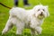 A White Bichon Frise Poodle on a leash walking over grass