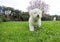 White bichon frise and west highland terrier dogs running in gar