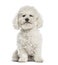 White bichon sitting,