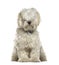 White bichon sitting, isolated