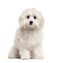 White Bichon sitting, isolated