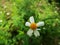 White bidens flower blooming in garden