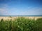 White bidens flower bush blooming in seashore