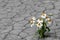 White bidens pilosa flowers growing on cracked soil texture nature drought season background